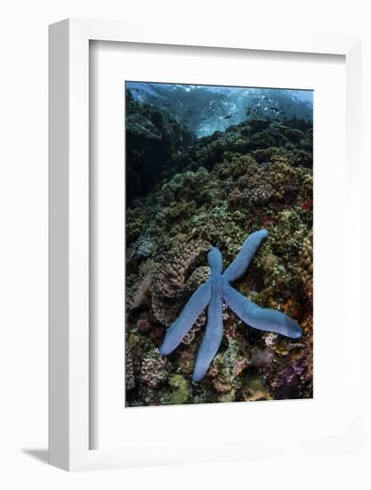 A Blue Starfish Clings to a Reef in Komodo National Park, Indonesia-Stocktrek Images-Framed Photographic Print