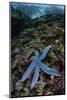 A Blue Starfish Clings to a Reef in Komodo National Park, Indonesia-Stocktrek Images-Mounted Photographic Print