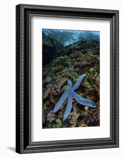 A Blue Starfish Clings to a Reef in Komodo National Park, Indonesia-Stocktrek Images-Framed Photographic Print