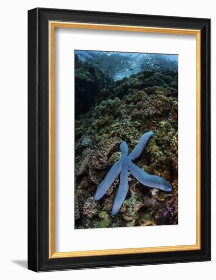 A Blue Starfish Clings to a Reef in Komodo National Park, Indonesia-Stocktrek Images-Framed Photographic Print