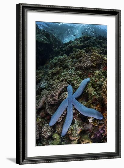 A Blue Starfish Clings to a Reef in Komodo National Park, Indonesia-Stocktrek Images-Framed Photographic Print