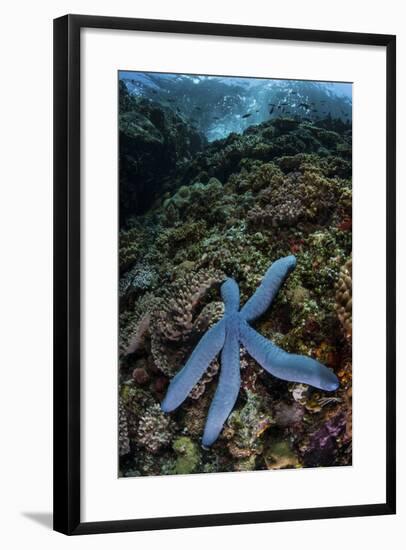 A Blue Starfish Clings to a Reef in Komodo National Park, Indonesia-Stocktrek Images-Framed Photographic Print