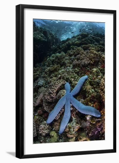 A Blue Starfish Clings to a Reef in Komodo National Park, Indonesia-Stocktrek Images-Framed Photographic Print