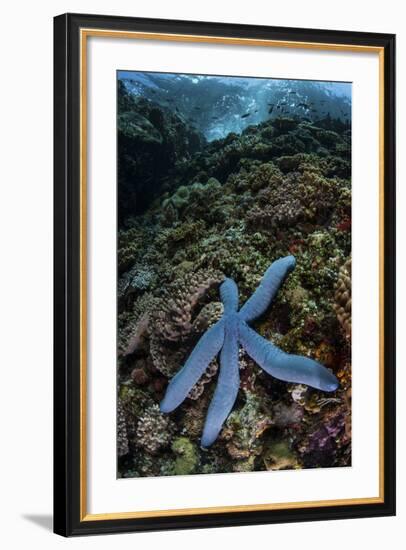 A Blue Starfish Clings to a Reef in Komodo National Park, Indonesia-Stocktrek Images-Framed Photographic Print