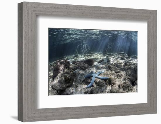 A Blue Starfish Lies on the Seafloor Near a Mangrove Forest-Stocktrek Images-Framed Photographic Print