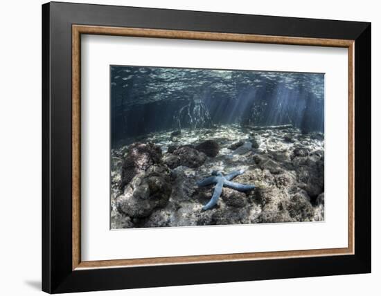 A Blue Starfish Lies on the Seafloor Near a Mangrove Forest-Stocktrek Images-Framed Photographic Print