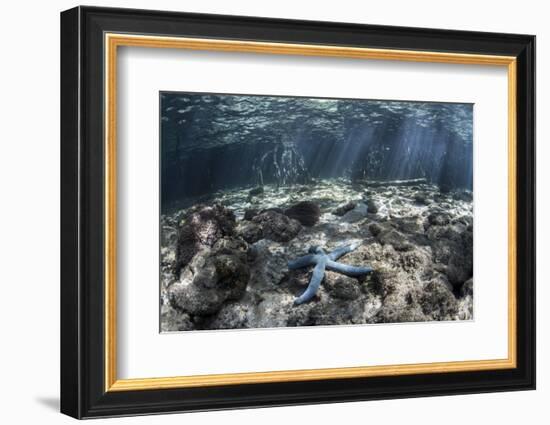 A Blue Starfish Lies on the Seafloor Near a Mangrove Forest-Stocktrek Images-Framed Photographic Print