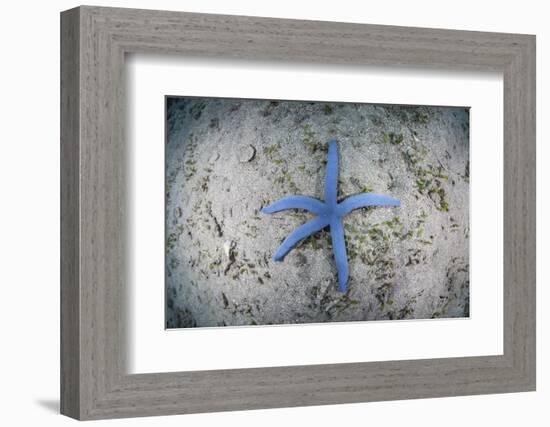 A Blue Starfish on the Sandy Seafloor Near Alor, Indonesia-Stocktrek Images-Framed Photographic Print