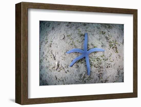 A Blue Starfish on the Sandy Seafloor Near Alor, Indonesia-Stocktrek Images-Framed Photographic Print