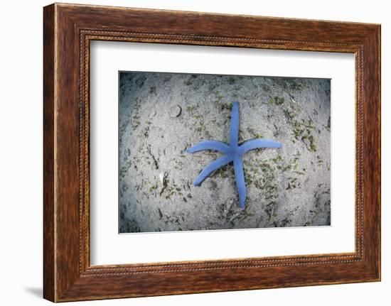 A Blue Starfish on the Sandy Seafloor Near Alor, Indonesia-Stocktrek Images-Framed Photographic Print