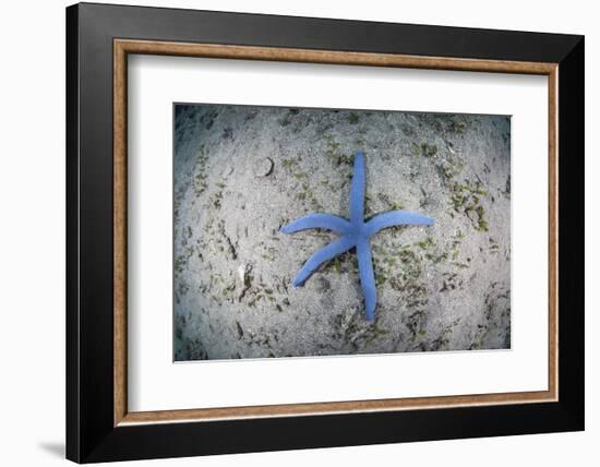 A Blue Starfish on the Sandy Seafloor Near Alor, Indonesia-Stocktrek Images-Framed Photographic Print