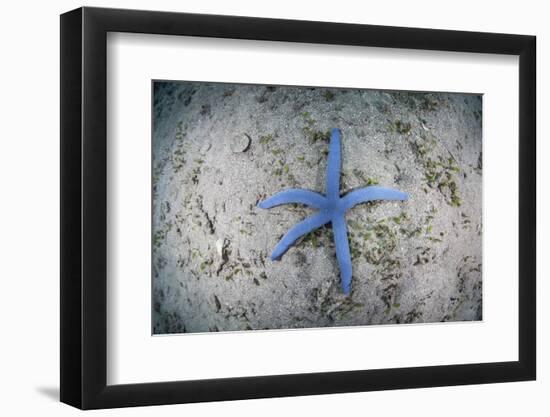 A Blue Starfish on the Sandy Seafloor Near Alor, Indonesia-Stocktrek Images-Framed Photographic Print