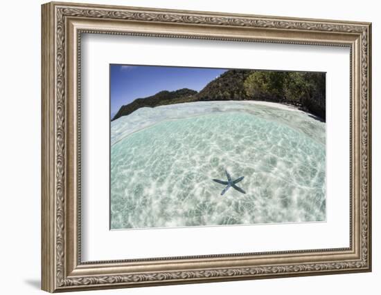 A Blue Starfish on the Seafloor of Raja Ampat, Indonesia-Stocktrek Images-Framed Photographic Print