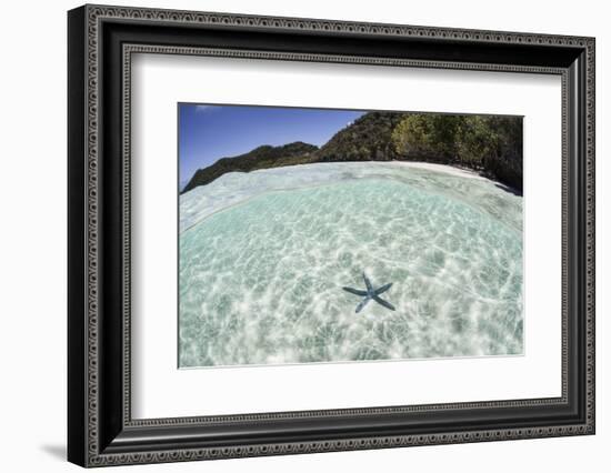 A Blue Starfish on the Seafloor of Raja Ampat, Indonesia-Stocktrek Images-Framed Photographic Print