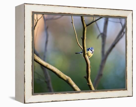 A Blue Tit Rests on a Branch in Richmond Park-Alex Saberi-Framed Premier Image Canvas