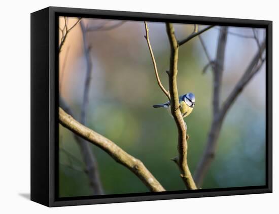 A Blue Tit Rests on a Branch in Richmond Park-Alex Saberi-Framed Premier Image Canvas