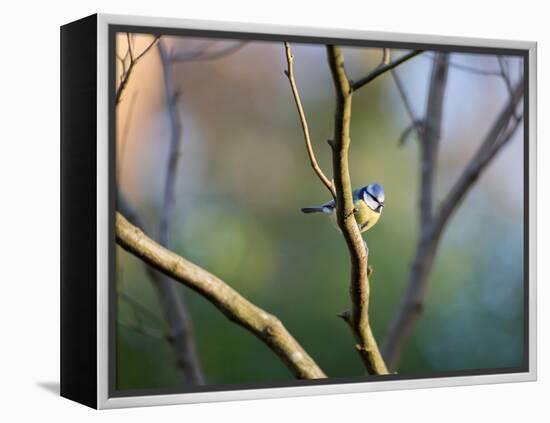 A Blue Tit Rests on a Branch in Richmond Park-Alex Saberi-Framed Premier Image Canvas