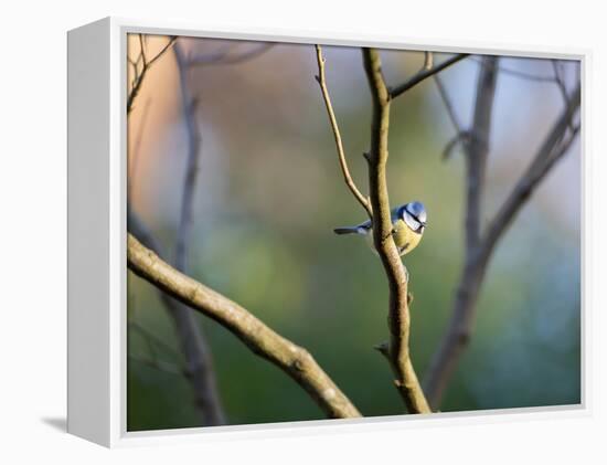 A Blue Tit Rests on a Branch in Richmond Park-Alex Saberi-Framed Premier Image Canvas