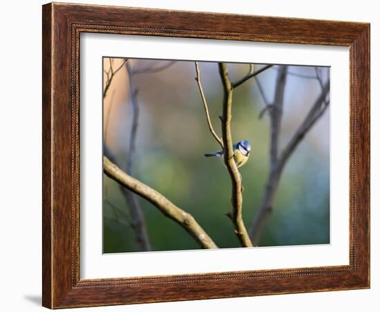 A Blue Tit Rests on a Branch in Richmond Park-Alex Saberi-Framed Photographic Print