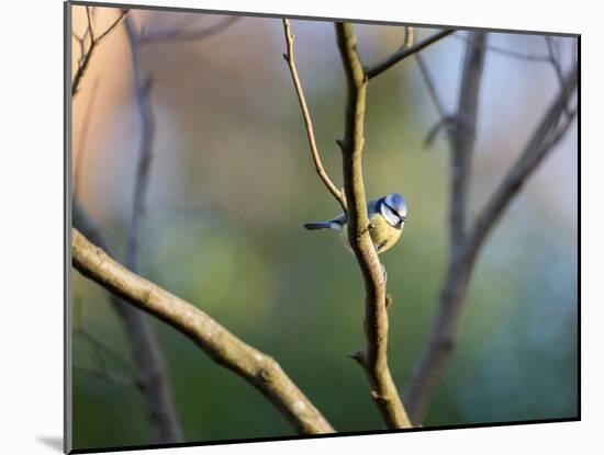 A Blue Tit Rests on a Branch in Richmond Park-Alex Saberi-Mounted Photographic Print