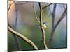 A Blue Tit Rests on a Branch in Richmond Park-Alex Saberi-Mounted Photographic Print