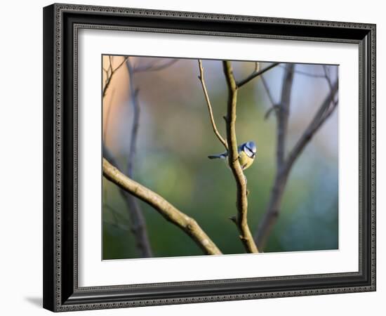 A Blue Tit Rests on a Branch in Richmond Park-Alex Saberi-Framed Photographic Print