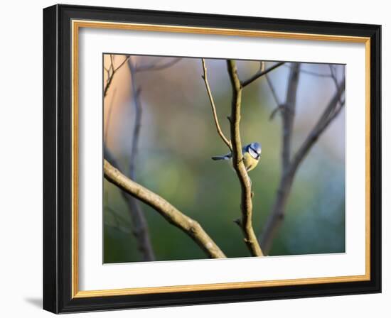 A Blue Tit Rests on a Branch in Richmond Park-Alex Saberi-Framed Photographic Print