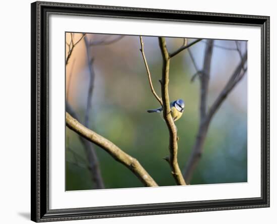 A Blue Tit Rests on a Branch in Richmond Park-Alex Saberi-Framed Photographic Print