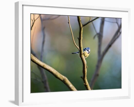 A Blue Tit Rests on a Branch in Richmond Park-Alex Saberi-Framed Photographic Print