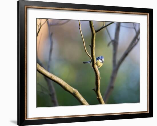 A Blue Tit Rests on a Branch in Richmond Park-Alex Saberi-Framed Photographic Print