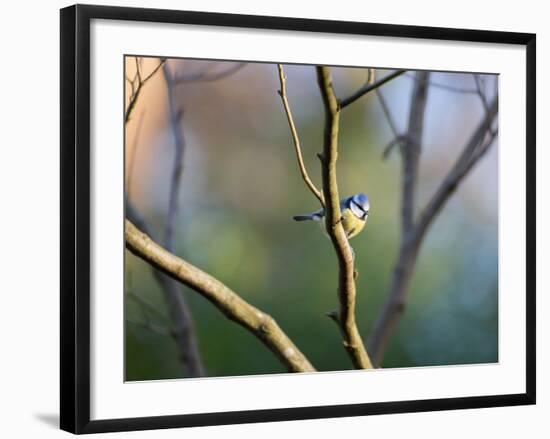 A Blue Tit Rests on a Branch in Richmond Park-Alex Saberi-Framed Photographic Print