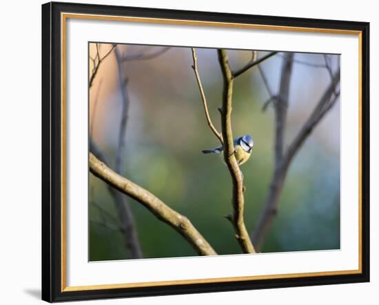 A Blue Tit Rests on a Branch in Richmond Park-Alex Saberi-Framed Photographic Print