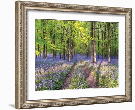 A Bluebell Path-Assaf Frank-Framed Giclee Print
