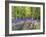 A Bluebell Path-Assaf Frank-Framed Giclee Print