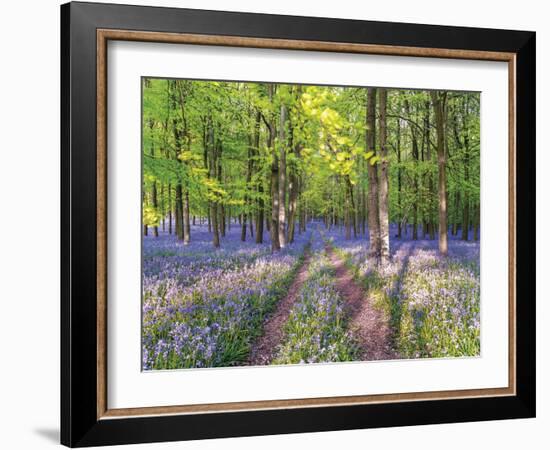 A Bluebell Path-Assaf Frank-Framed Giclee Print