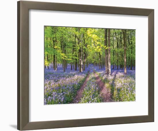 A Bluebell Path-Assaf Frank-Framed Giclee Print