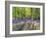 A Bluebell Path-Assaf Frank-Framed Giclee Print