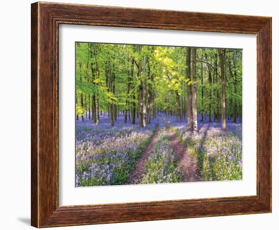 A Bluebell Path-Assaf Frank-Framed Giclee Print