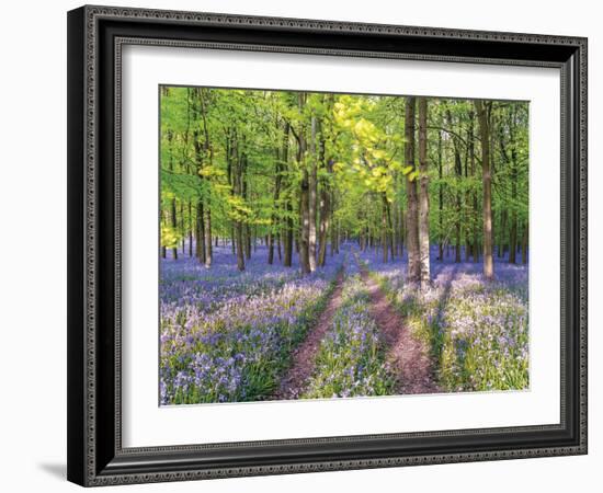 A Bluebell Path-Assaf Frank-Framed Giclee Print