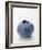 A Blueberry-null-Framed Photographic Print