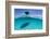 A Boat Is Anchored in the Clear Blue Tropical Waters Off Staniel Cay, Exuma, Bahamas-James White-Framed Photographic Print