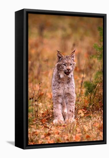 A Bobcat Out Hunting in an Autumn Colored Forest-John Alves-Framed Premier Image Canvas