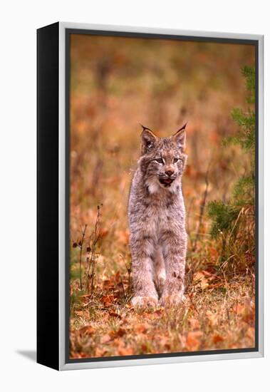 A Bobcat Out Hunting in an Autumn Colored Forest-John Alves-Framed Premier Image Canvas