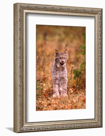 A Bobcat Out Hunting in an Autumn Colored Forest-John Alves-Framed Photographic Print