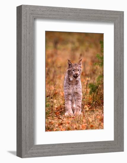 A Bobcat Out Hunting in an Autumn Colored Forest-John Alves-Framed Photographic Print