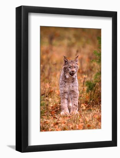 A Bobcat Out Hunting in an Autumn Colored Forest-John Alves-Framed Photographic Print