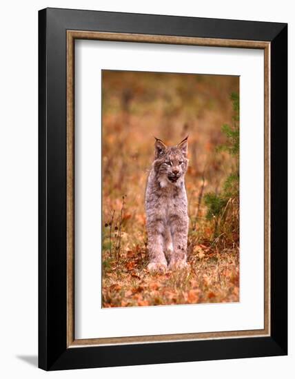 A Bobcat Out Hunting in an Autumn Colored Forest-John Alves-Framed Photographic Print