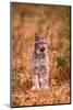 A Bobcat Out Hunting in an Autumn Colored Forest-John Alves-Mounted Photographic Print