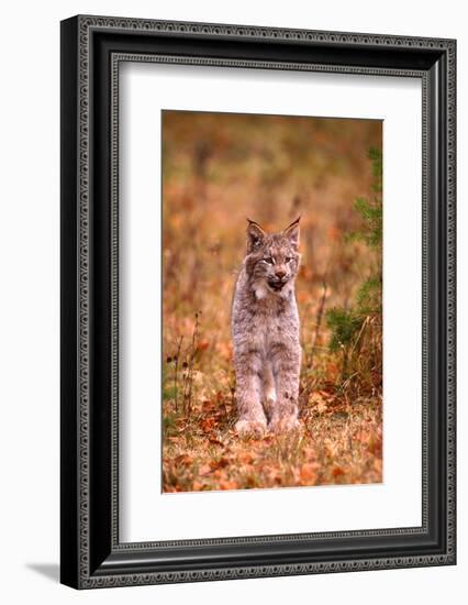 A Bobcat Out Hunting in an Autumn Colored Forest-John Alves-Framed Photographic Print