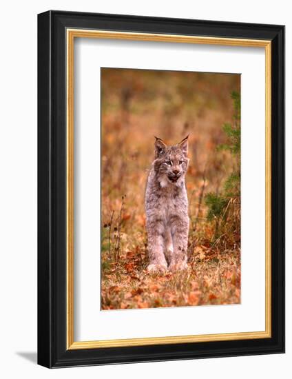 A Bobcat Out Hunting in an Autumn Colored Forest-John Alves-Framed Photographic Print